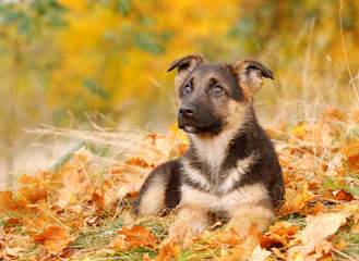 German Shephard dog puppy