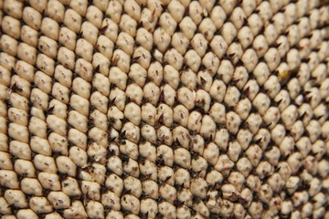 pattern  in  sunflower seads close up 
