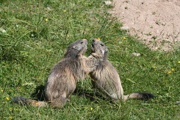 Marmottes en combat