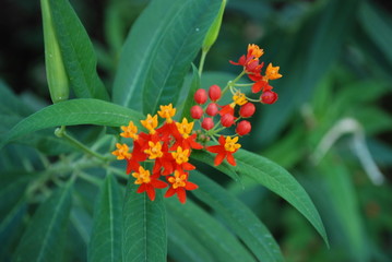 Fleur : ascl&eacute;piada de cura&ccedil;ao