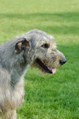 Irish wolfhound dog