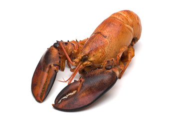 lobster on white background 