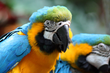 Macaw
