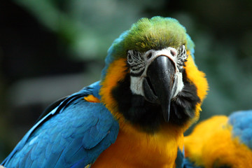 Macaw