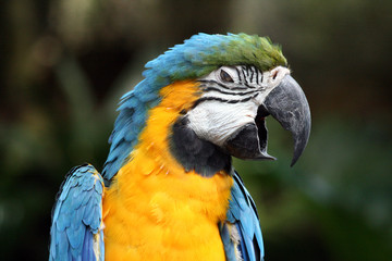 Macaw