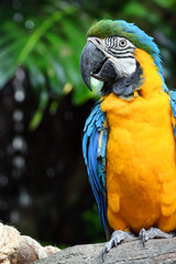Macaw