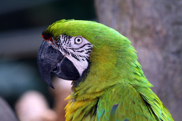 Macaw