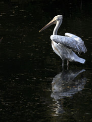young pelican