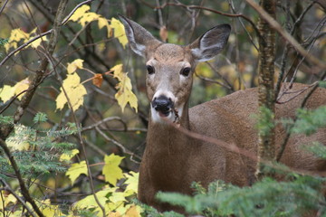 Fototapeta premium cerf, biche, chevreuil