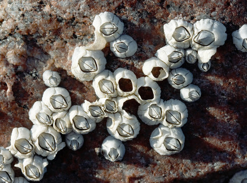 Sea acorn colony on a stone