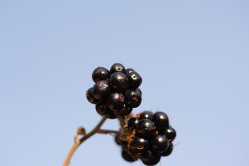 blackberry