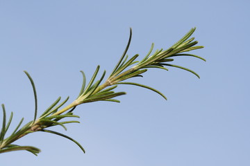 sprig of rosemary