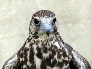 Falcon Bird