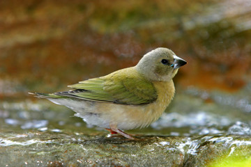 interesting bird bathing in the garden