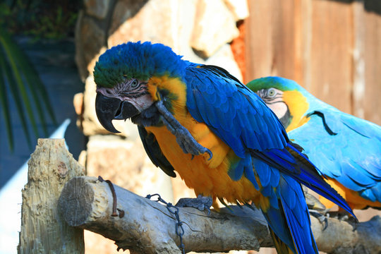 speaking parrot in a park