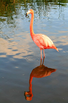 Fototapeta red flamingo in a park
