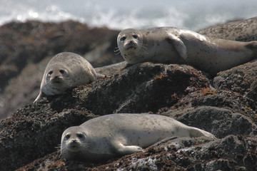 Harbor Seals Sunning