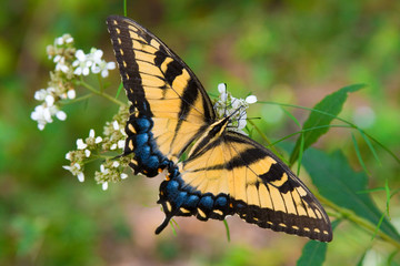 Butterfly on a plant