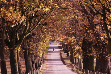 Naklejka na ściany i meble autumnal avenue of trees