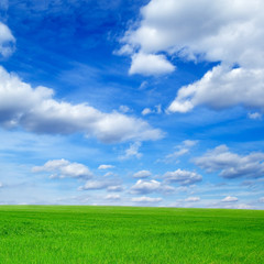 Fototapeta premium The field