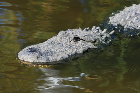 alligator in a park
