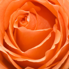 Beautiful pink flower