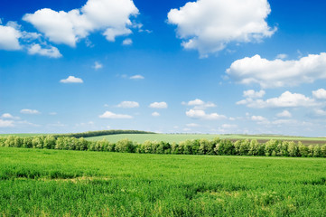 Obraz premium Green field