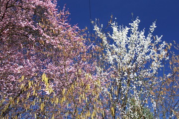 Frühlingsfarben