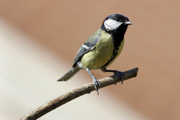 Fototapeta premium Mésange charbonnière