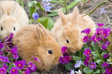 tree red rabbits go on a journey
