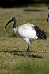Ibis sacré