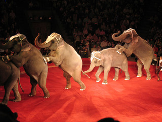 elephants at circus - obrazy, fototapety, plakaty