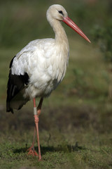 Cigogne blanche