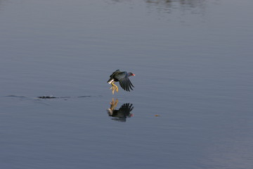 flying over water