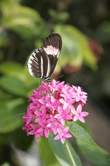 butterfly drinking nectar