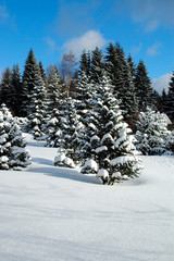 Winter Schnee