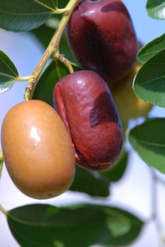 giuggiola