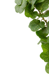 Ivy