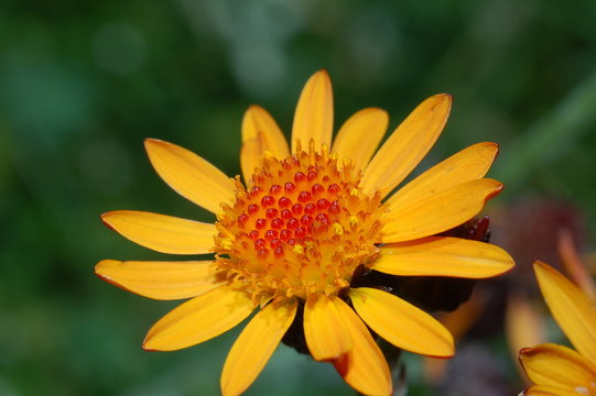 Arnica Montana