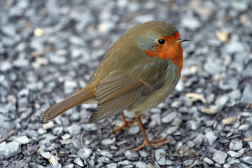 Robin on Gravel