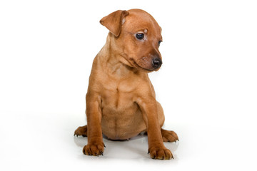 Obraz premium Pinscher puppy