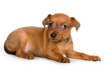 Pinscher puppy