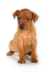 Pinscher puppy on a white background