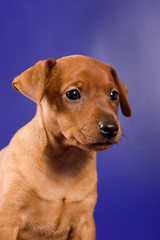 Pinscher puppy on a blue background