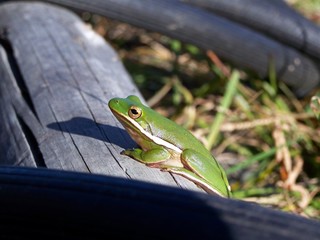 tree frog in the sun