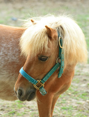 Pony