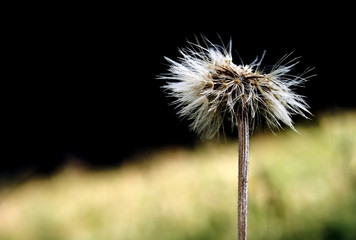 Obraz premium dandelion flower