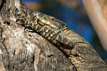 goanna in tree