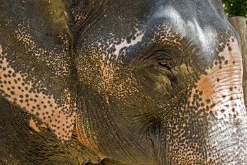 Elephant Portrait
