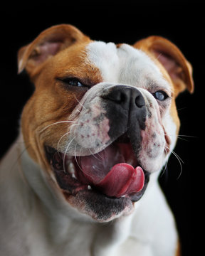 Bulldog Yawning